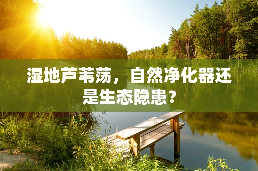 湿地芦苇荡，自然净化器还是生态隐患？