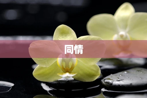 同情