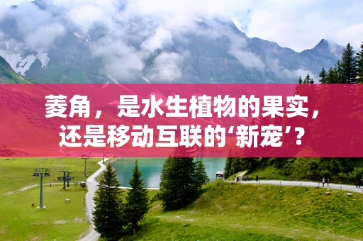 菱角，是水生植物的果实，还是移动互联的‘新宠’？
